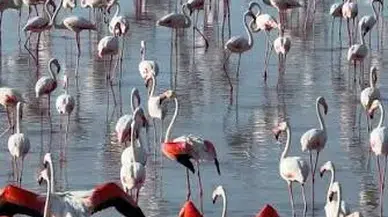 Tuz Gölü'nde Flamingoların Sıra Dışı Artışı: Son Beş Yılda Yeni Rekor!