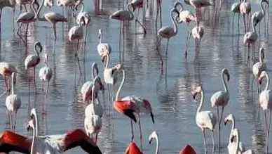 Tuz Gölü'nde Flamingoların Sıra Dışı Artışı: Son Beş Yılda Yeni Rekor!