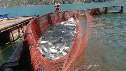 Artvin'den Dünyaya Açılan Lezzet Kapısı: Türk Mutfağının Parlayan Yıldızı!