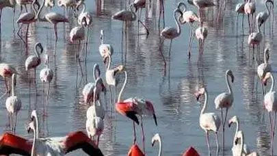 Tuz Gölü'nde Flamingoların Sıra Dışı Artışı: Son Beş Yılda Yeni Rekor!