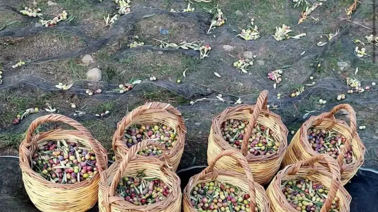 Zeytin Üreticileri Hasat Öncesinde Destek Talep Ediyor: Artan Giderler Sıkıntı Yaşatıyor